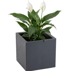 Donica Betonique na kółkach ECO antracyt 30x30xh30 cm