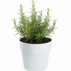 Donica SILVA LINE recykling biała h11,5x13,2 cm * HowHomely Outlet