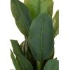 Duży bananowiec w donicy 165 cm * Progarden Hot