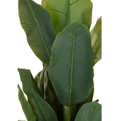 Duży bananowiec w donicy 165 cm * Progarden Hot