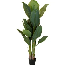 Duży bananowiec w donicy 165 cm * Progarden Hot