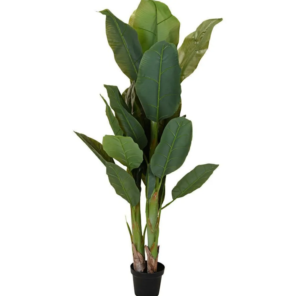 Duży bananowiec w donicy 165 cm * Progarden Hot