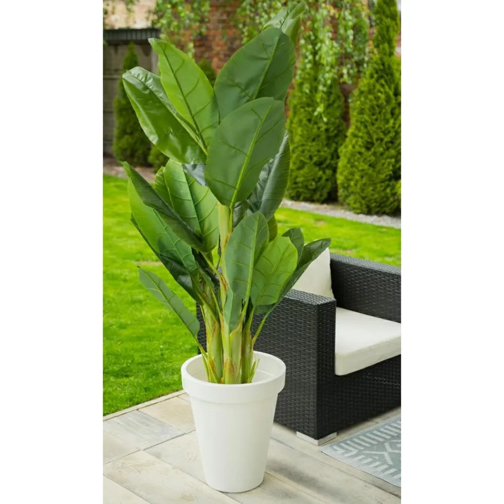 Duży bananowiec w donicy 165 cm * Progarden Hot