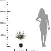 Oliwne drzewko w donicy 66 cm * Progarden Online