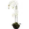 Orchidea w czarnej doniczce 115 cm