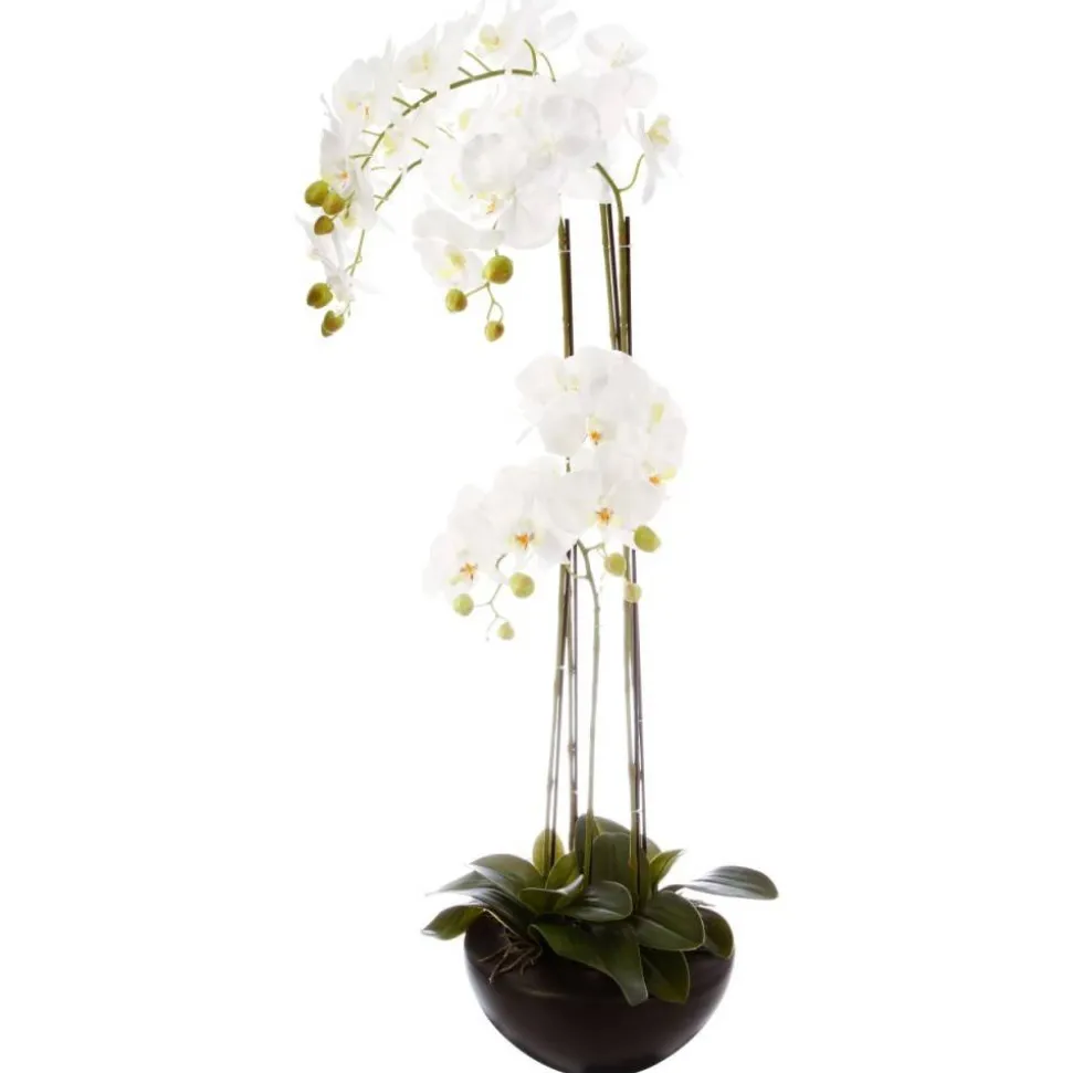 Orchidea w czarnej doniczce 115 cm