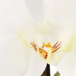 Orchidea w czarnej doniczce 115 cm