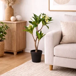 Sztuczne drzewko frangipani biała 90 cm w doniczce