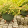 Zestaw doniczek Rosa linea Eco wood zielone